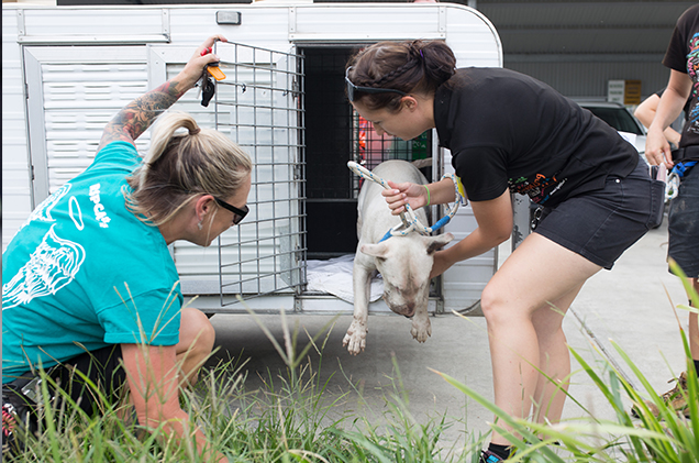 Bull Terrier arriving at RSPCA Queensland after rescue